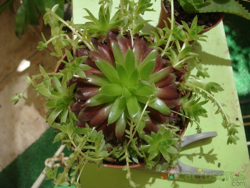 A photo of Sempervivum globiferum subsp. hirtum