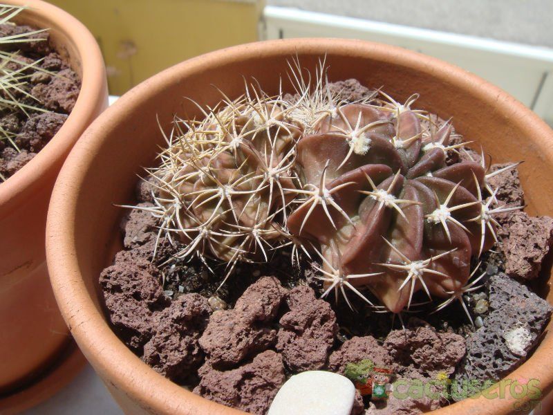 A photo of Echinopsis pugionacantha