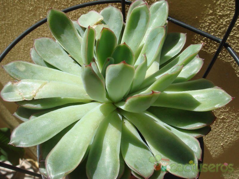 A photo of Echeveria pulidonis