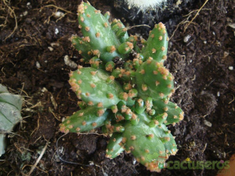 A photo of Opuntia monacantha fma. variegada monstruosa