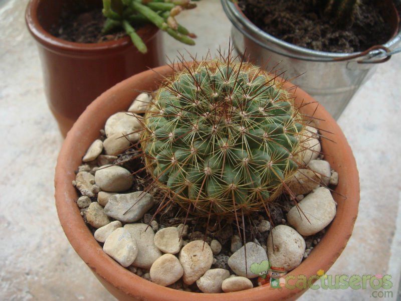Una foto de Mammillaria cv. ginsa-maru