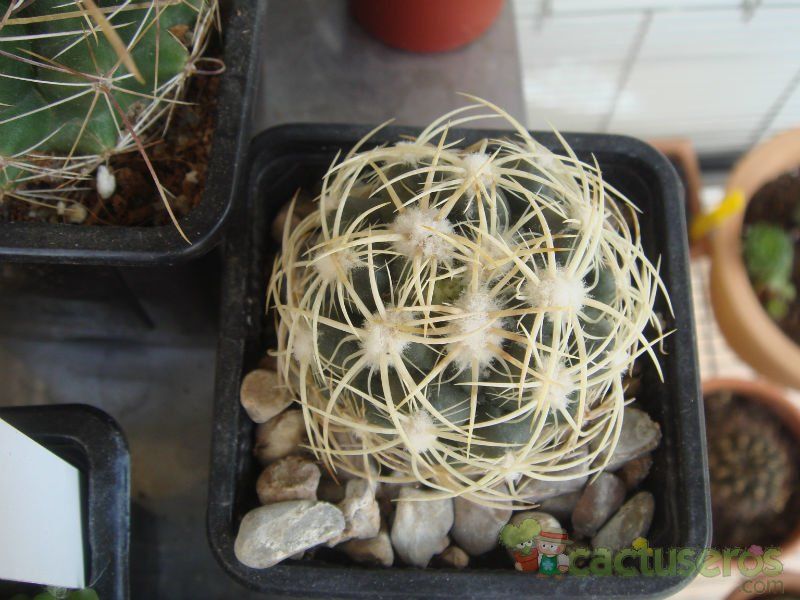 Una foto de Coryphantha retusa