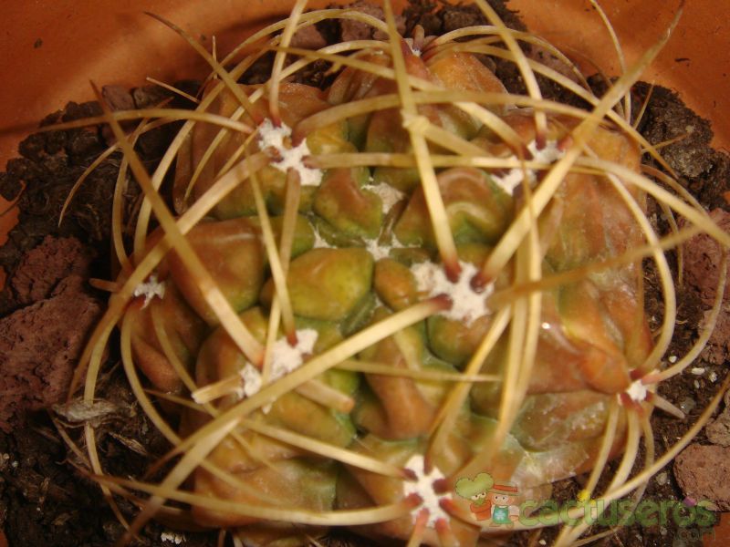 Una foto de Gymnocalycium monvillei