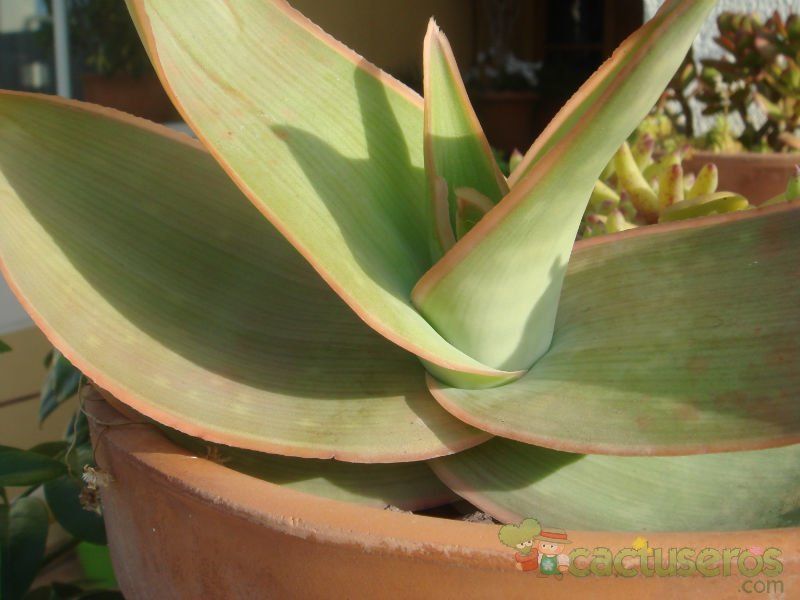 A photo of Aloe striata subsp. striata
