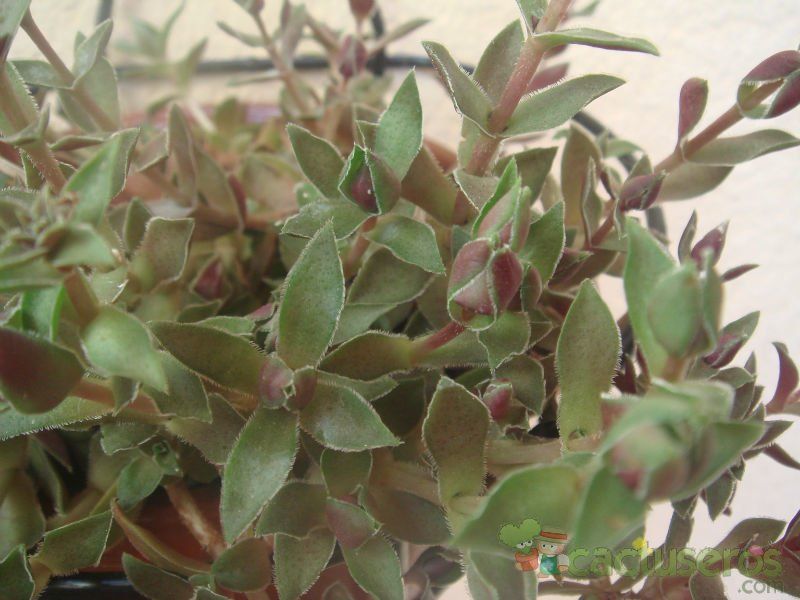 A photo of Crassula exilis ssp. picturata