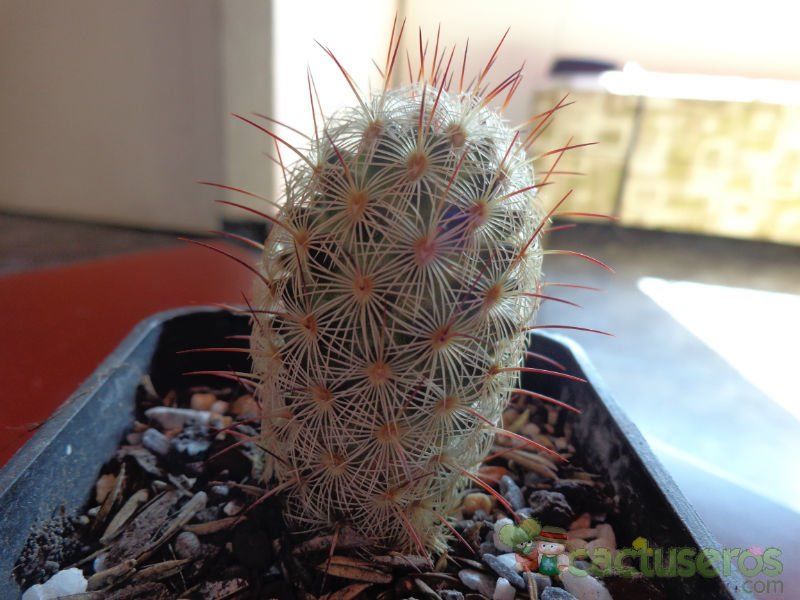 Una foto de Mammillaria microhelia