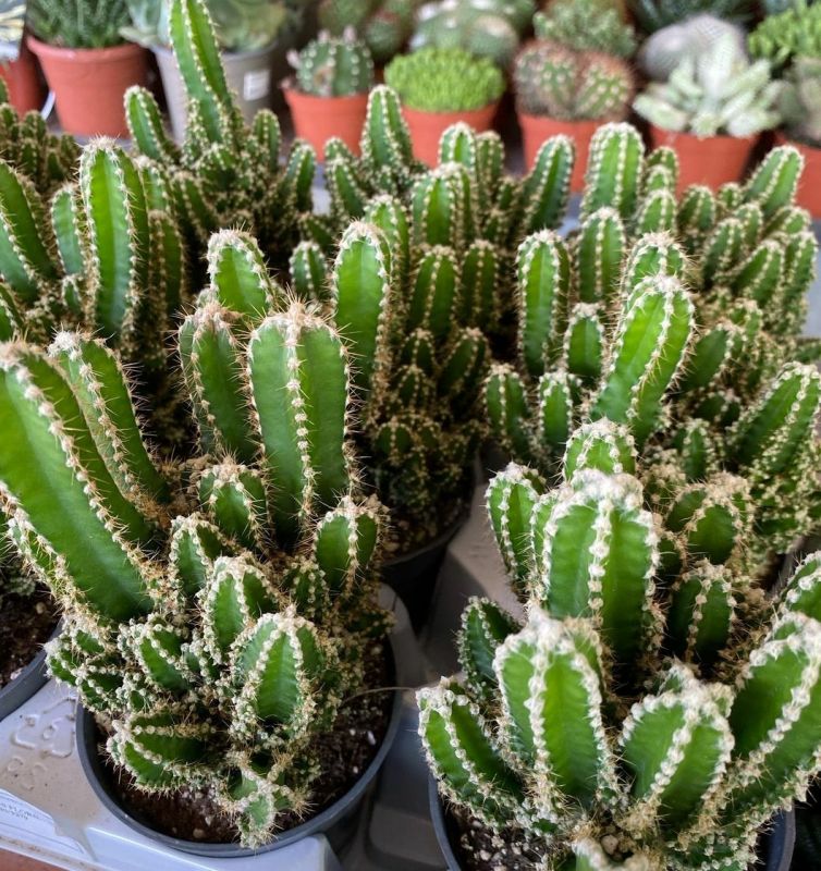 A photo of Acanthocereus tetragonus cv. fairy castle