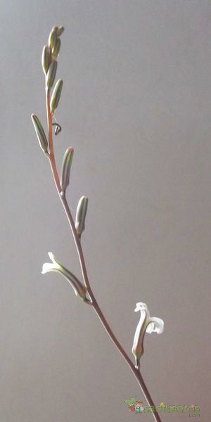 A photo of Haworthia x resendeana (HIBRIDO)