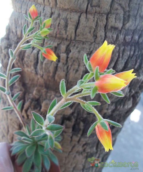 A photo of Echeveria X Set oliver (E. setosa x E. harmsii) (Hibrido)
