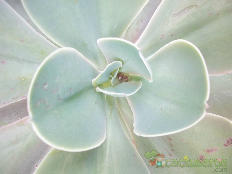 Una foto de Echeveria cv. Blue Bedder