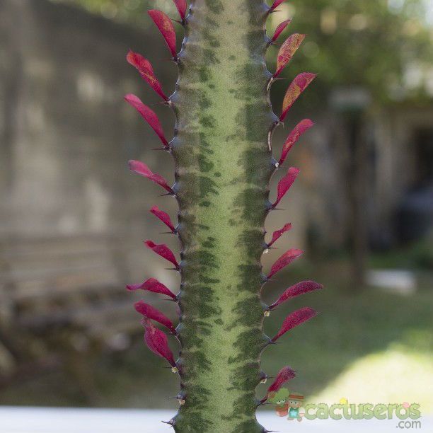 Una foto de Euphorbia trigona var. rubra