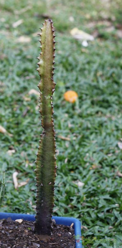 Una foto de Euphorbia trigona var. rubra