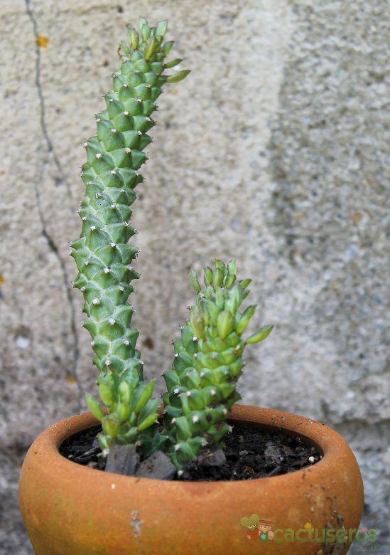 A photo of Euphorbia guentheri