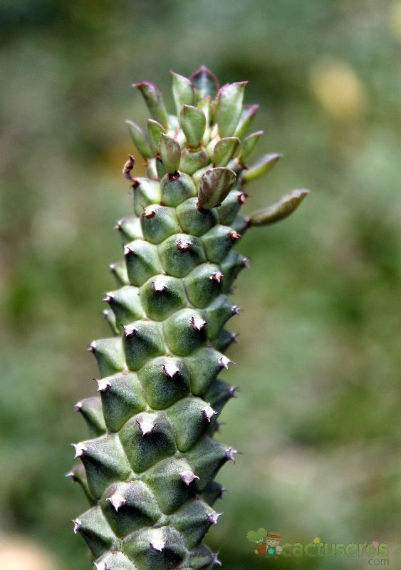 Una foto de Euphorbia guentheri