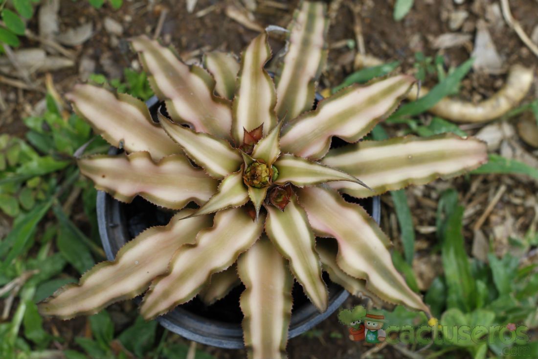 A photo of Cryptanthus bivittatus
