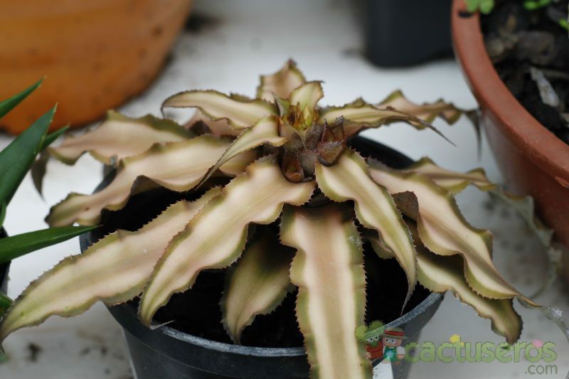 A photo of Cryptanthus bivittatus