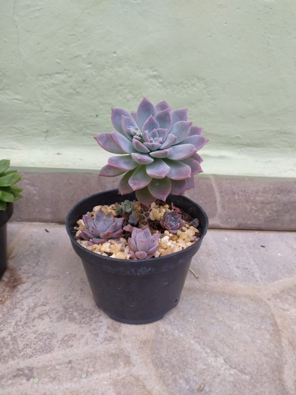 Foto de un cactus que se está identificando actualmente