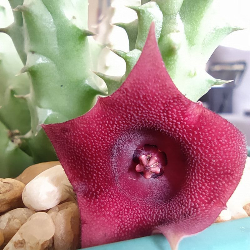 A photo of Huernia schneideriana