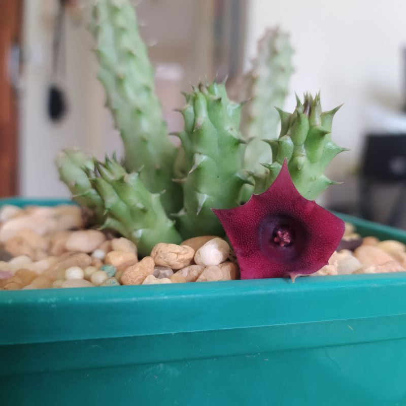 A photo of Huernia schneideriana