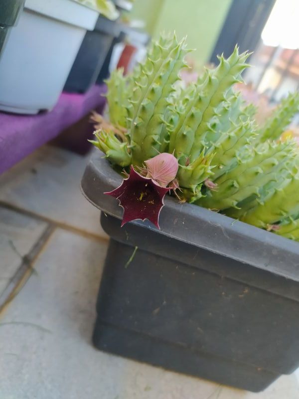 Una foto de Huernia keniensis