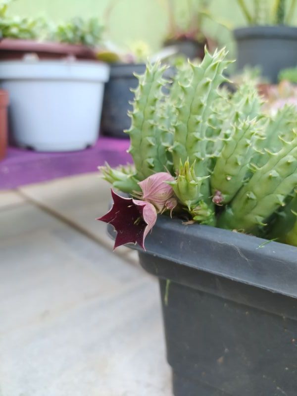 Una foto de Huernia keniensis
