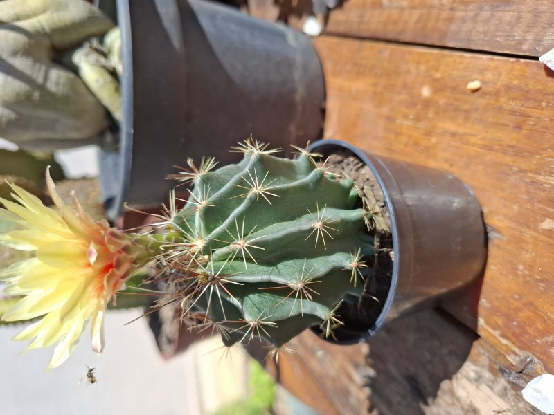 A photo of Thelocactus setispinus