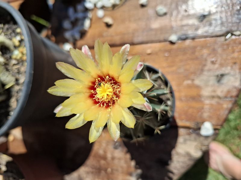 A photo of Thelocactus setispinus