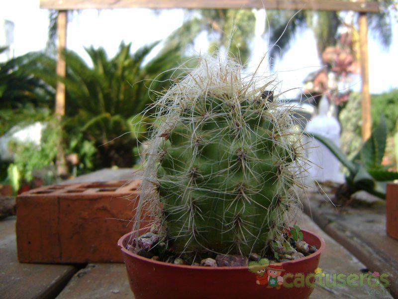 A photo of Oreocereus celsianus