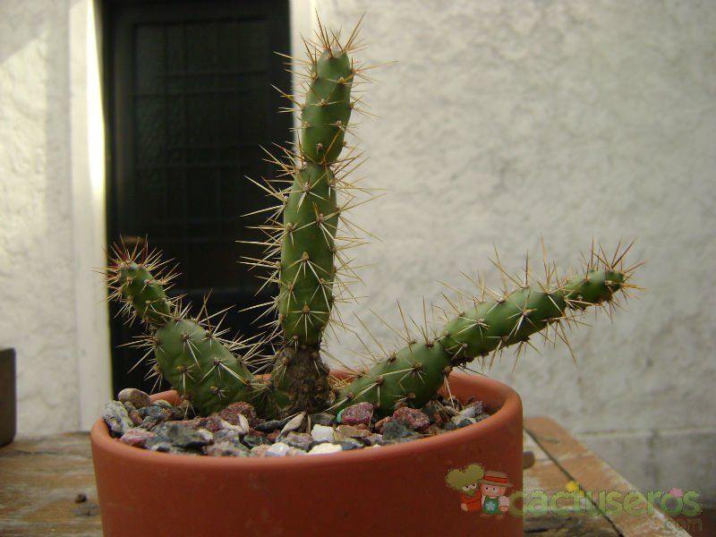 Una foto de Opuntia aurantiaca