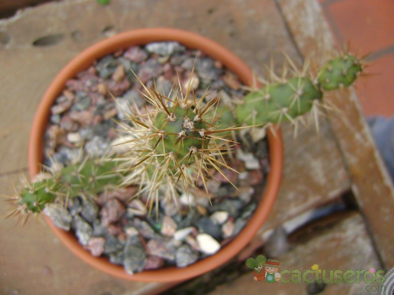 Una foto de Opuntia aurantiaca