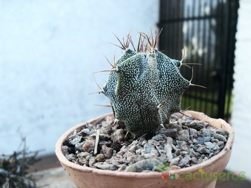 Una foto de Astrophytum ornatum