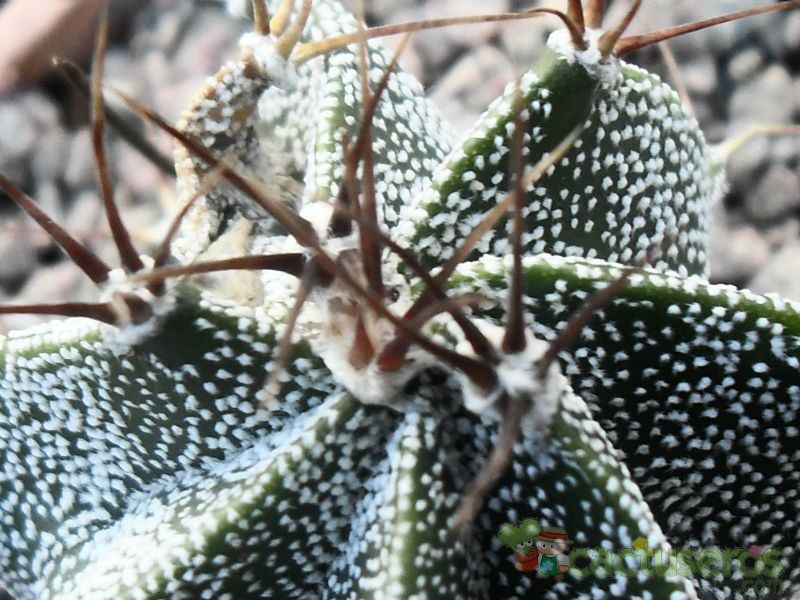 Una foto de Astrophytum ornatum