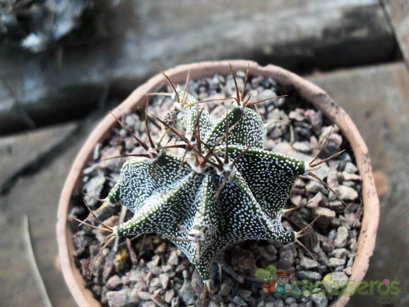 Una foto de Astrophytum ornatum