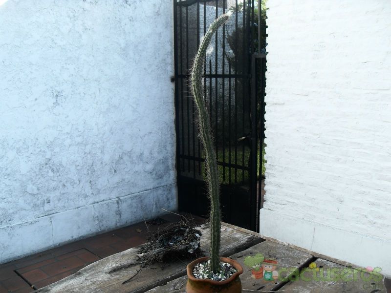 Una foto de Cleistocactus smaragdiflorus
