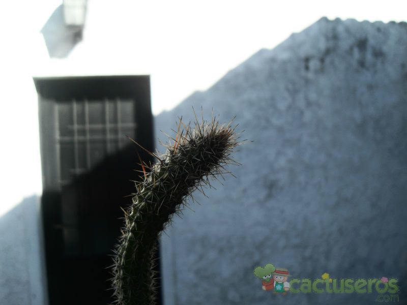 Una foto de Cleistocactus smaragdiflorus