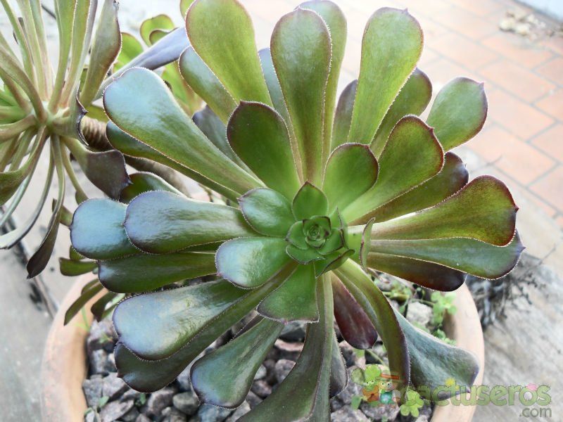 Una foto de Aeonium arboreum cv. artropurpureum