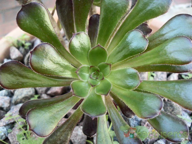 Una foto de Aeonium arboreum cv. artropurpureum