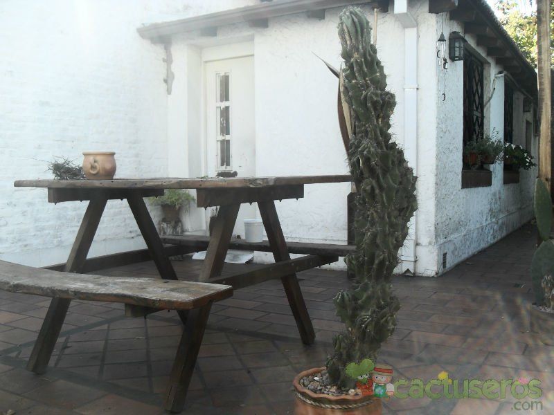 Una foto de Cereus hildmannianus f. monstruosa