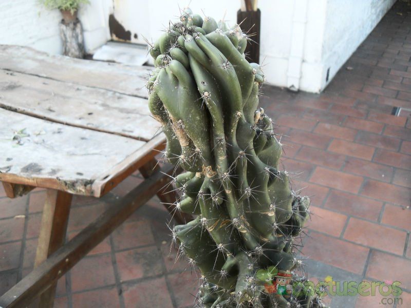 Una foto de Cereus hildmannianus f. monstruosa