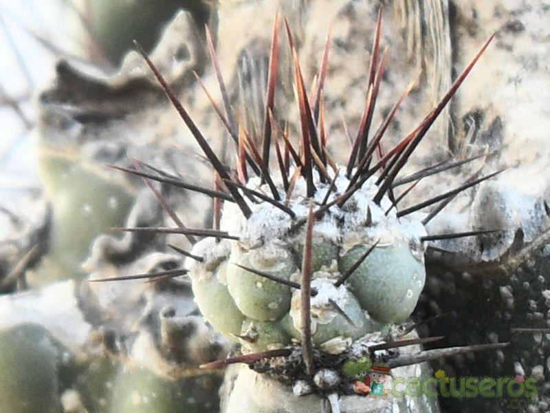 Una foto de Cereus hildmannianus f. monstruosa