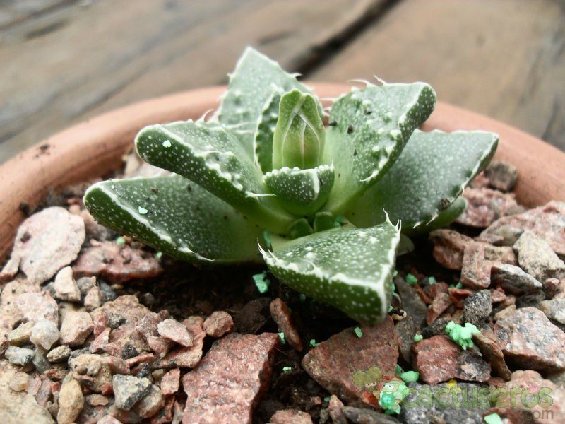 Una foto de Faucaria felina ssp. tuberculosa