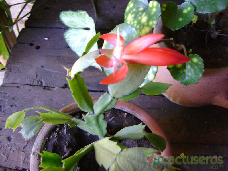 A photo of Schlumbergera truncata