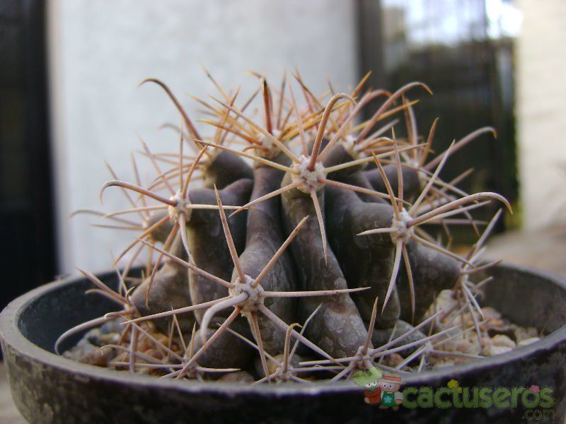 A photo of Ferocactus gracilis ssp. gatesii