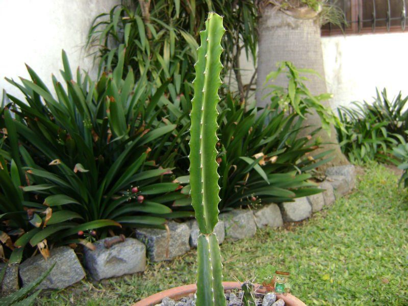 Una foto de Euphorbia deightonii 