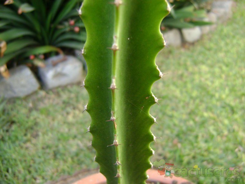 Una foto de Euphorbia deightonii 