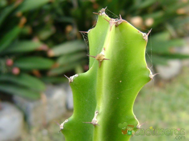 Una foto de Euphorbia deightonii 