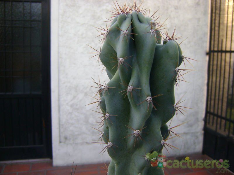 Una foto de Cereus hildmannianus f. monstruosa