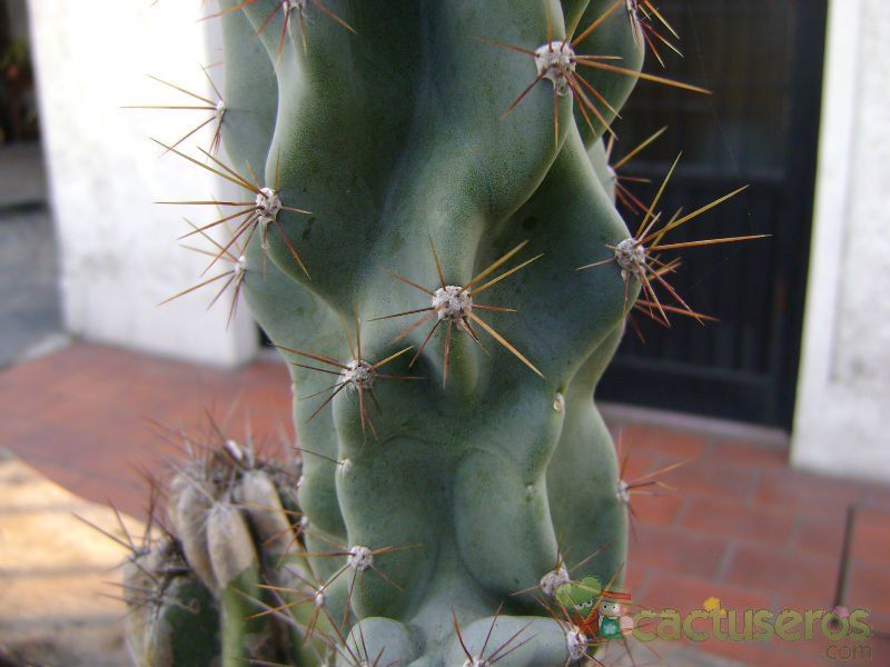 Una foto de Cereus hildmannianus f. monstruosa