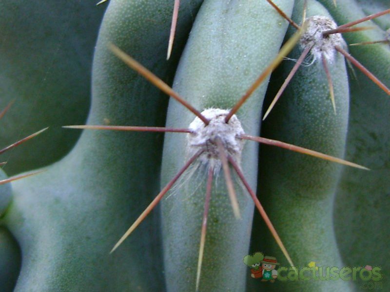 Una foto de Cereus hildmannianus f. monstruosa