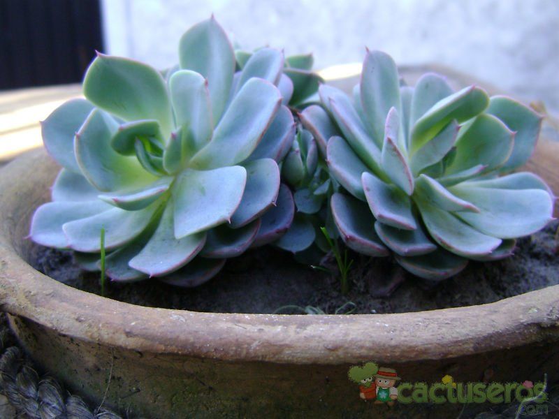 Una foto de Graptoveria cv. Debbie